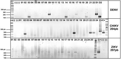 High prevalence of dengue, Zika, and chikungunya viruses in blood donors during a dengue outbreak and an endemic period in Colombia